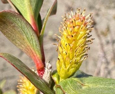 Salix setchelliana