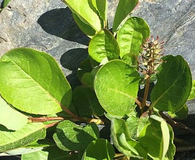 Salix stolonifera