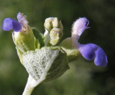 Salvia ballotiflora