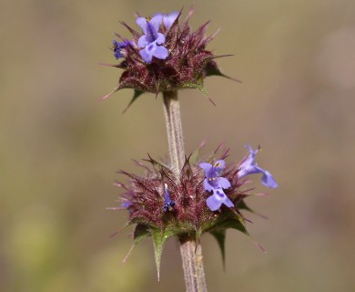 Salvia columbariae