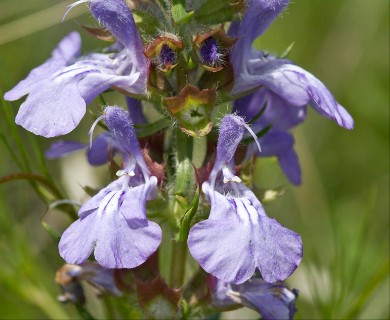 Salvia engelmannii