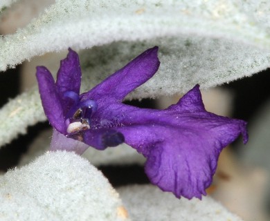 Salvia funerea