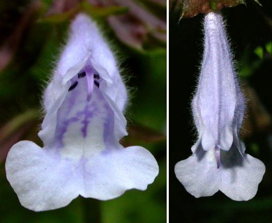 Salvia lyrata