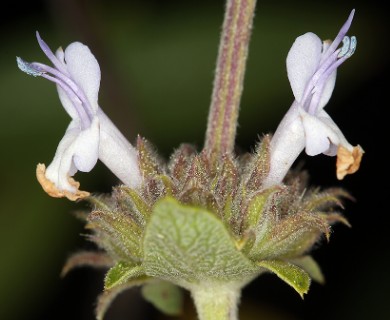 Salvia mellifera