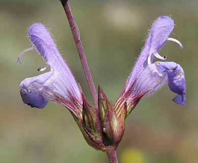 Salvia officinalis