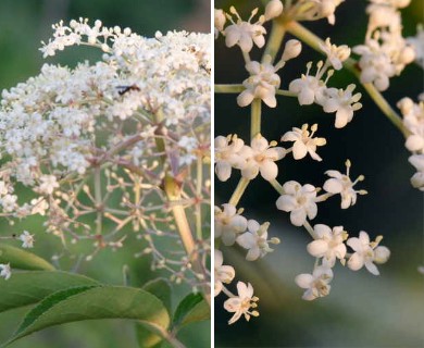 Sambucus canadensis