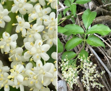 Sambucus nigra