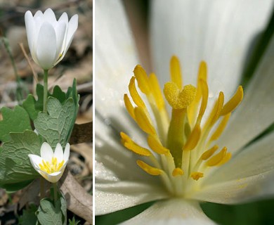 Sanguinaria canadensis