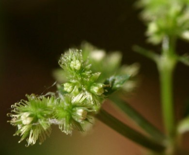 Sanicula canadensis