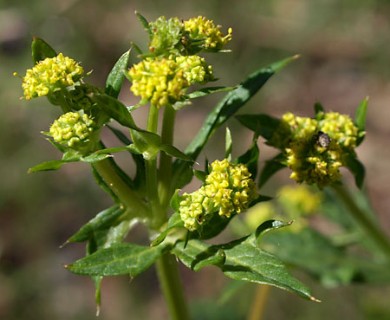 Sanicula crassicaulis