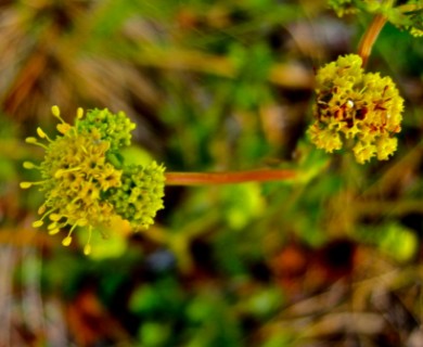 Sanicula peckiana