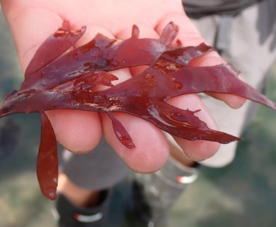 Sarcodiotheca furcata