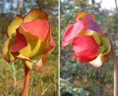 Sarracenia purpurea