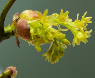 Sassafras albidum