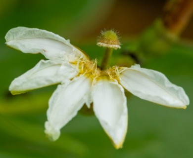 Scaevola plumieri