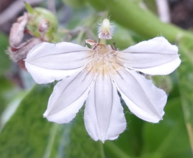 Scaevola taccada