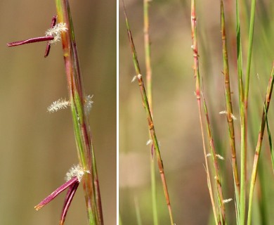 Schizachyrium scoparium