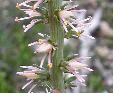 Schoenocaulon texanum