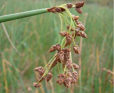 Schoenoplectus tabernaemontani