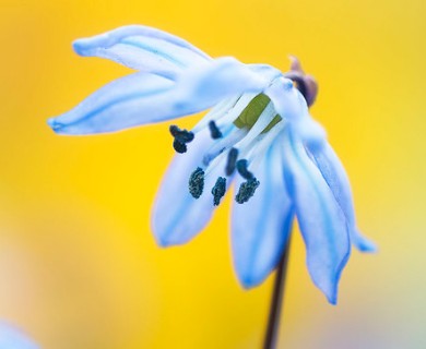 Scilla siberica