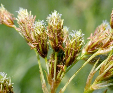 Scirpus pendulus