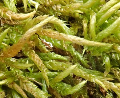 Scleropodium cespitans