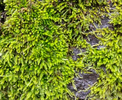 Scleropodium julaceum