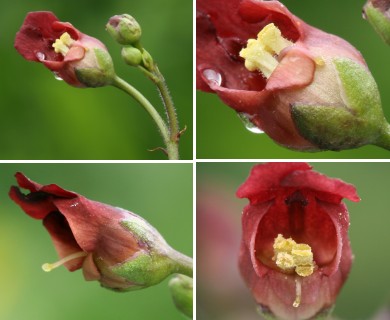 Scrophularia californica