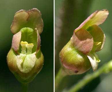 Scrophularia lanceolata