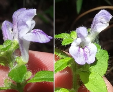 Scutellaria elliptica