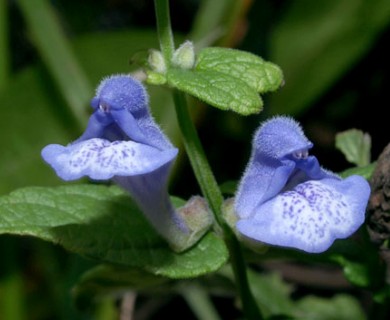 Scutellaria galericulata