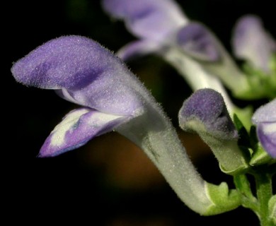 Scutellaria incana