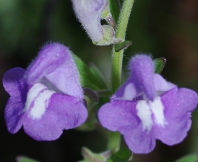 Scutellaria integrifolia