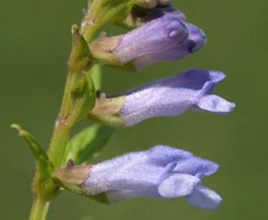 Scutellaria lateriflora