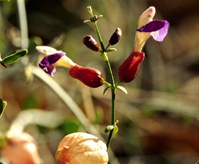 Scutellaria mexicana