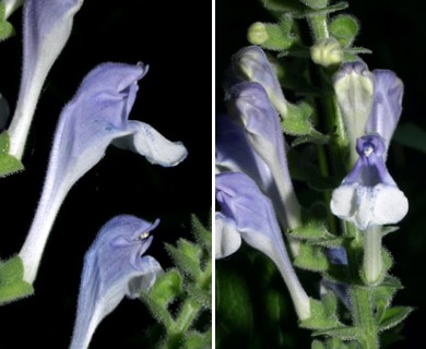 Scutellaria ovata