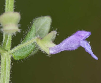 Scutellaria parvula