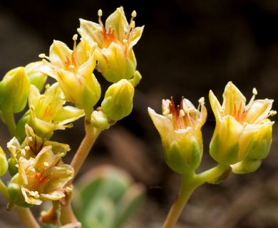 Sedum obtusatum