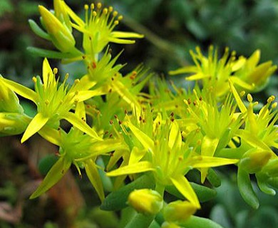 Sedum oreganum