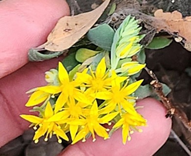 Sedum palmeri