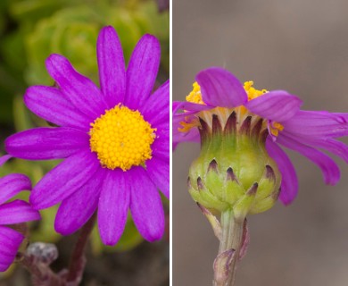 Senecio elegans