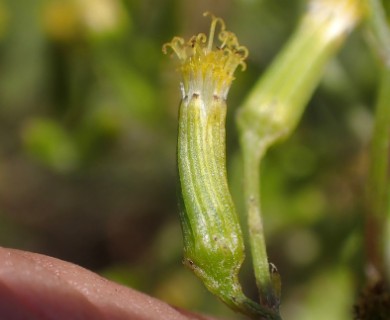 Senecio minimus