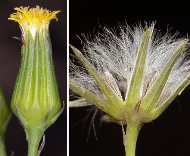 Senecio mohavensis