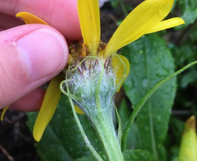 Senecio pseudoarnica