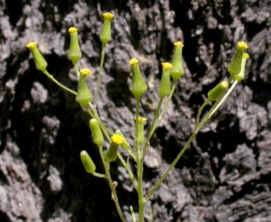 Senecio sylvaticus