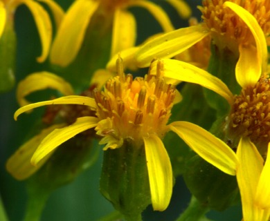 Senecio triangularis