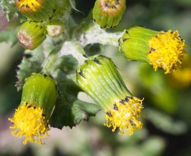 Senecio vulgaris