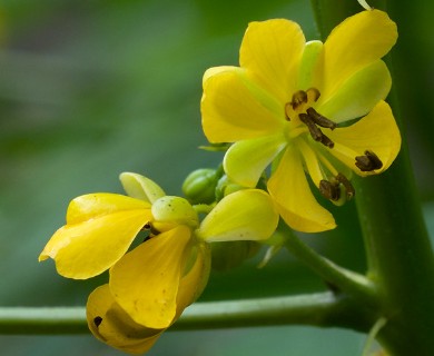 Senna marilandica