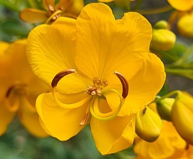 Senna pendula