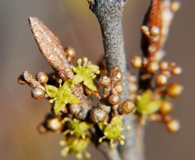 Shepherdia canadensis